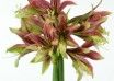 hippeastrum Mystica (1)